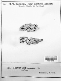 Annulohypoxylon cohaerens image